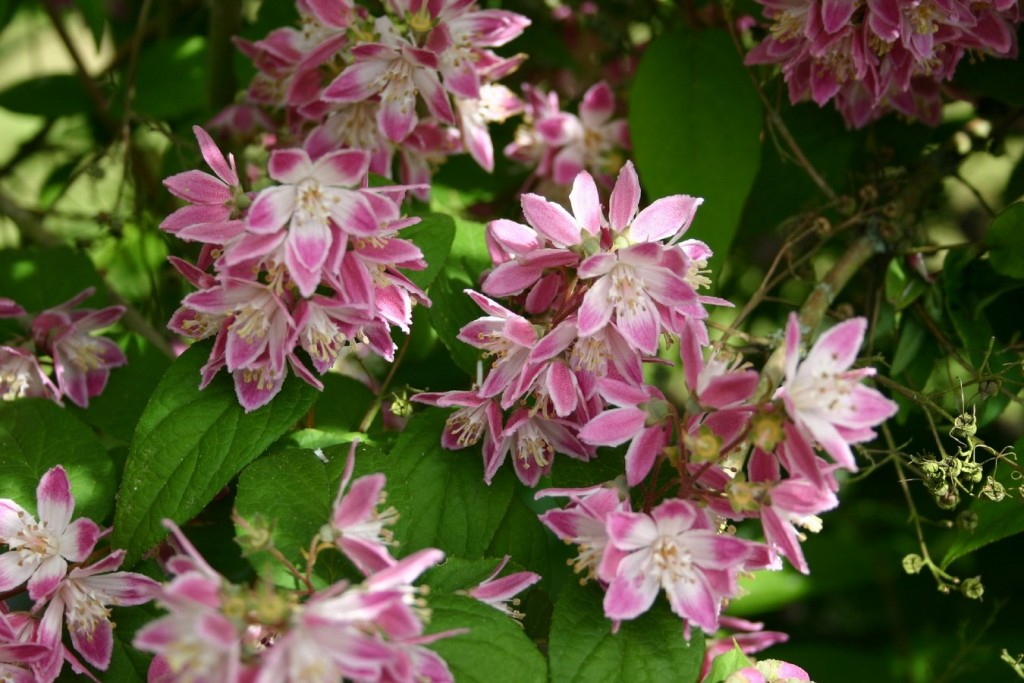 Deutzia x hybrida 'Perle Rose' (1) (Copier)