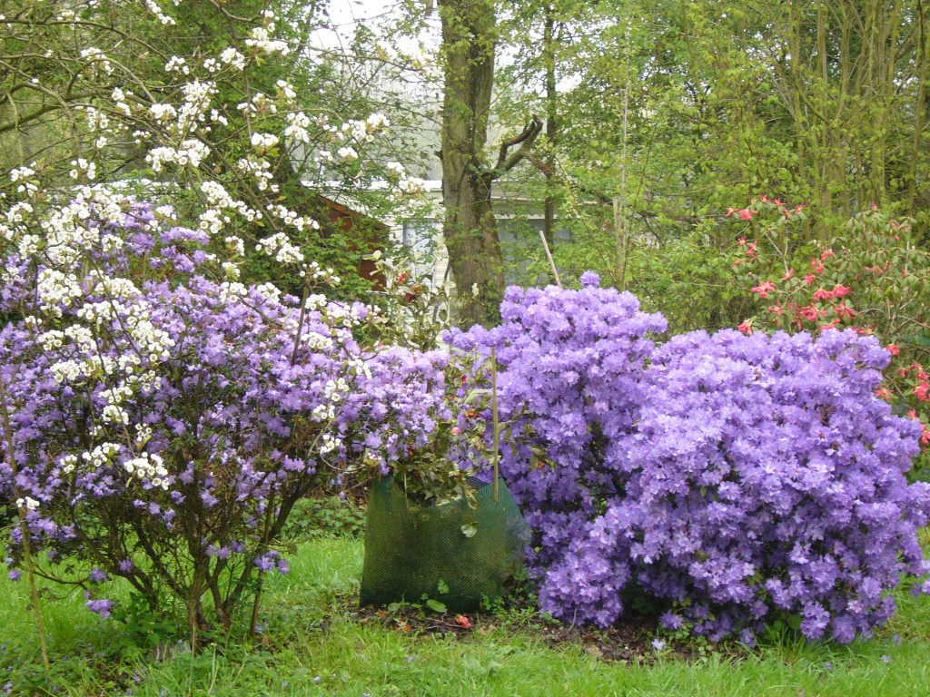 Rhodo. nain Blue Diamond , et  rhodo. Dwarf Saint Tudy à droite .