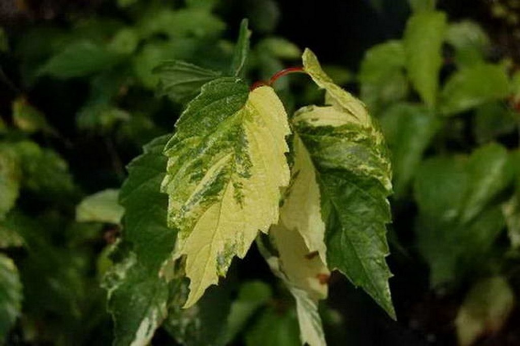 viburnum dentatum island treasure (Copier)