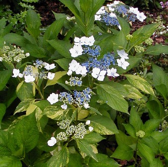 hydrangea-serrata-grayswood-variegated-294-117[1]