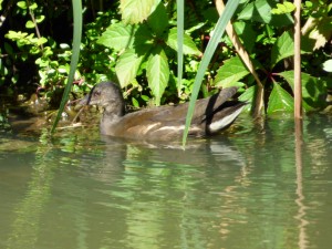 poule d'eau1