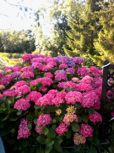 2017 07 07 un bouquet sur  la terrasse