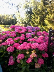 2017 07 07 un bouquet sur  la terrasse