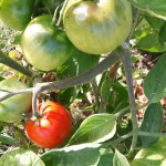 Les tomates arrivent