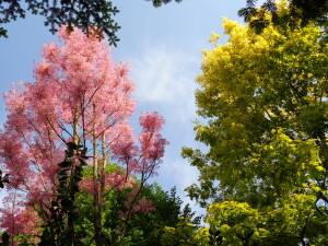 Toona et Quercus rubra Aurea