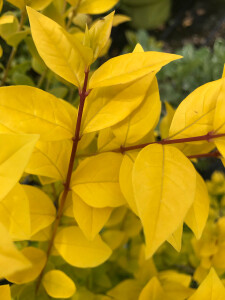 ligustrum_luminosa_4519_2